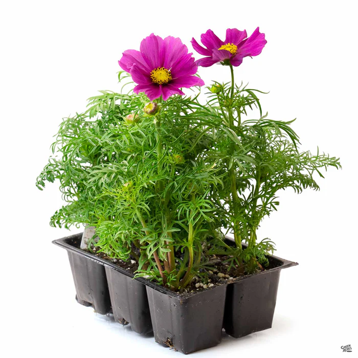 Cosmos
