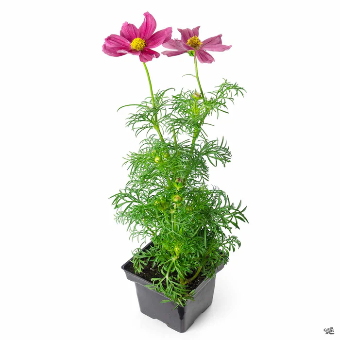 Cosmos