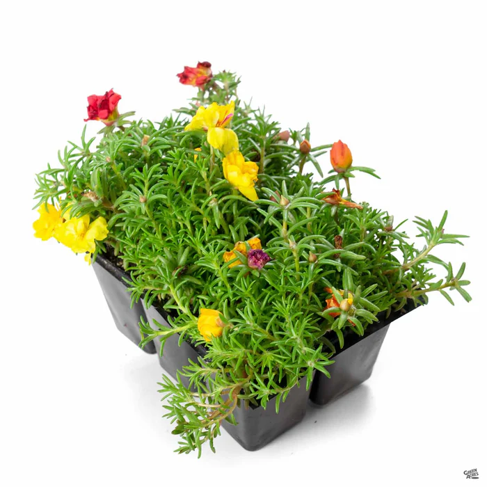 2019-moss-rose-1.webp Moss Rose