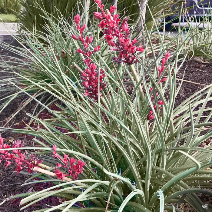 Brakelights Red Yucca