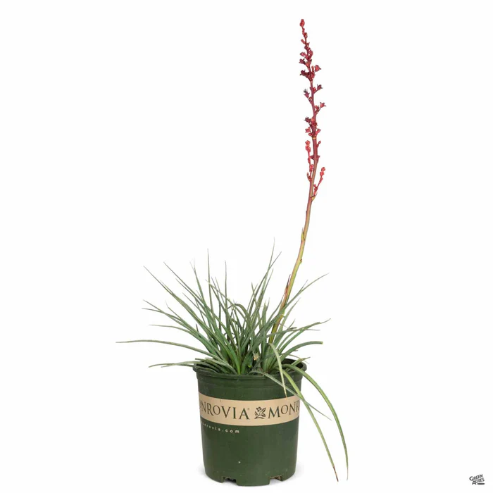 2023-brakelights-red-yucca-3.webp Brakelights Red Yucca