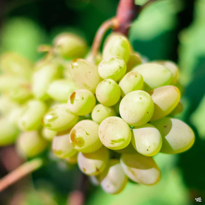 Grape 'Thompson Seedless'