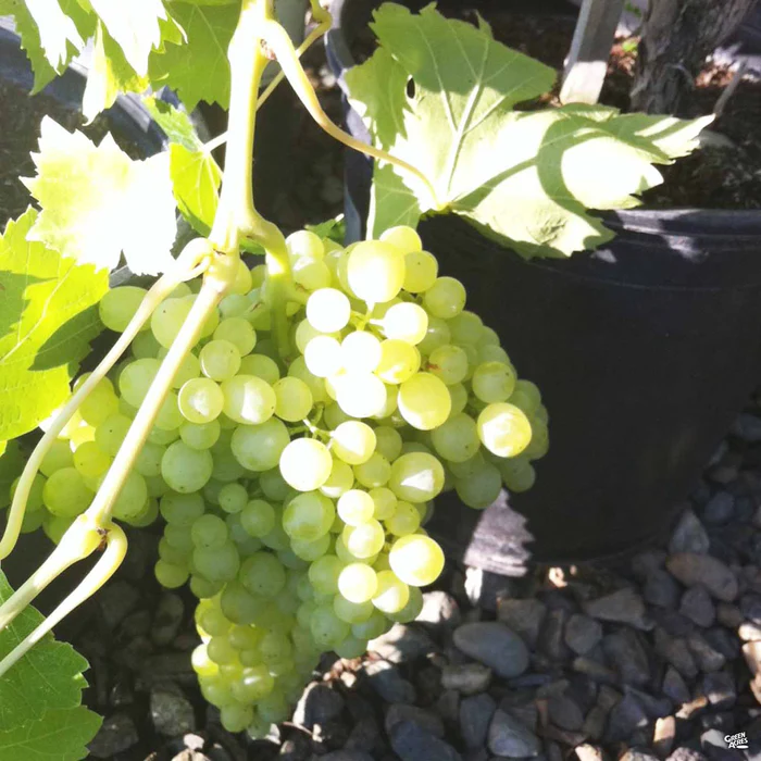 Grape 'Thompson Seedless'