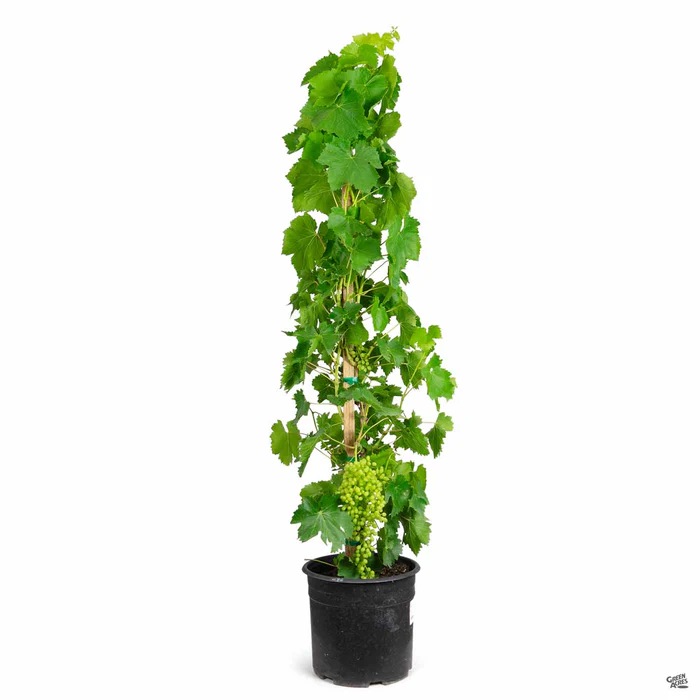 Grape 'Thompson Seedless'