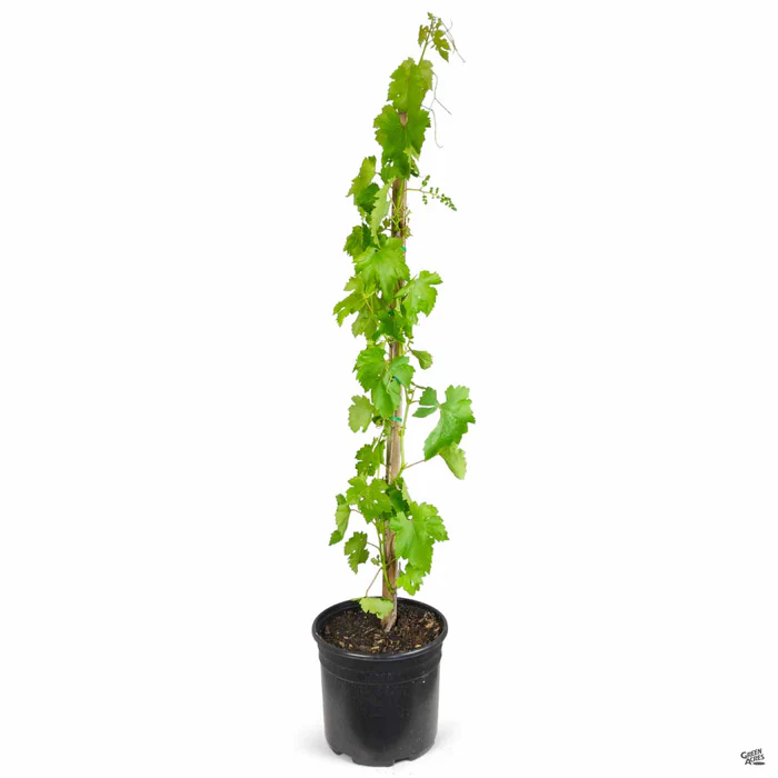 2028-grape-flame-seedless-3.webp Grape 'Flame Seedless'