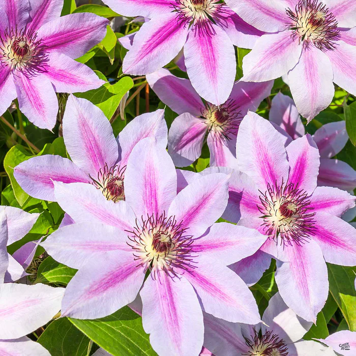 2029-clematis-1.webp Clematis