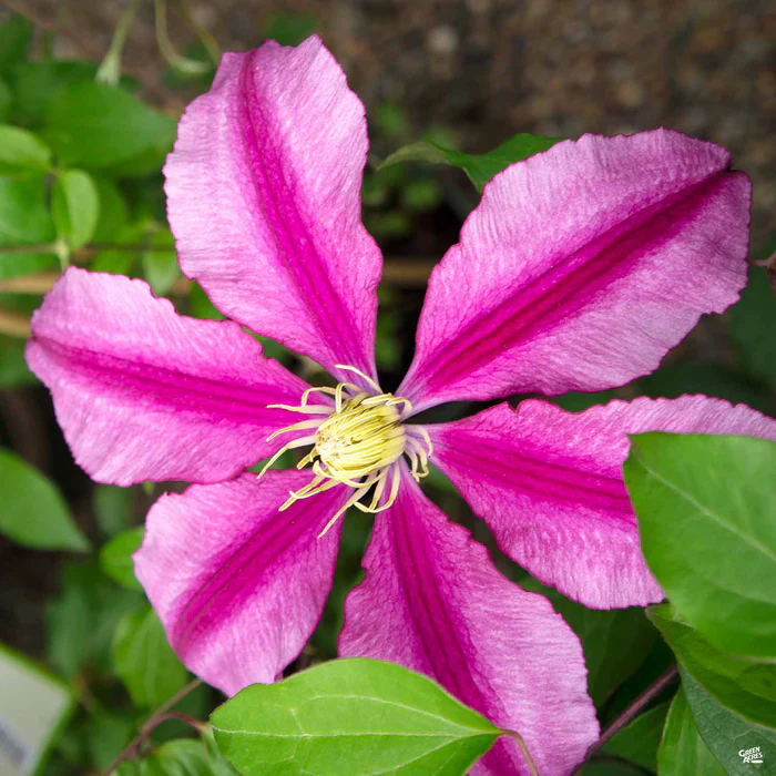 2029-clematis-2.webp Clematis