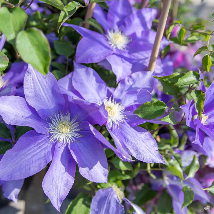 2029-clematis-3.webp Clematis