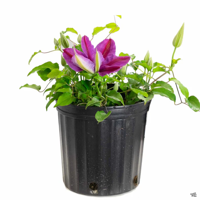 2029-clematis-4.webp Clematis