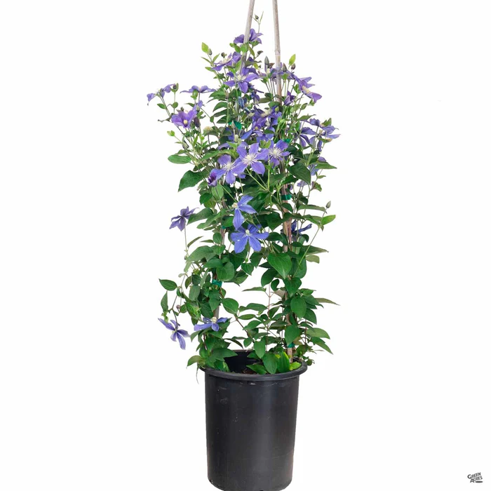 2029-clematis-5.webp Clematis