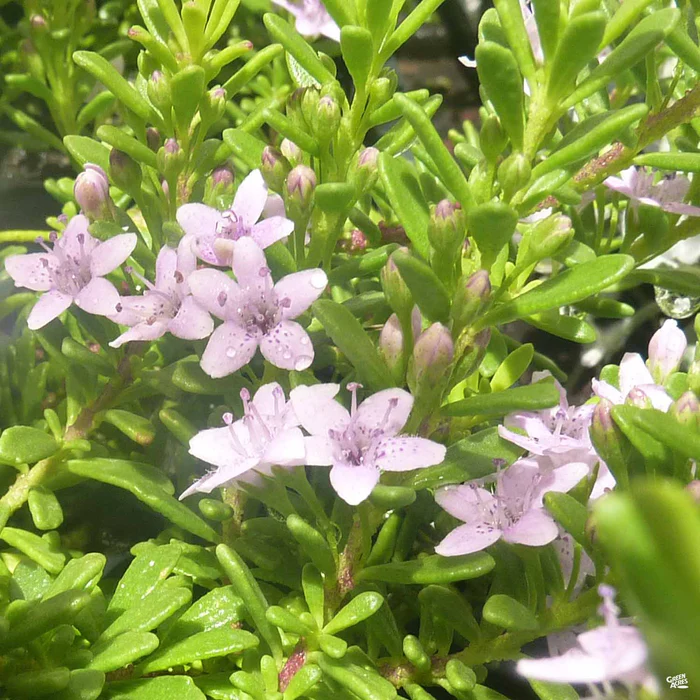 Pink Myoporum