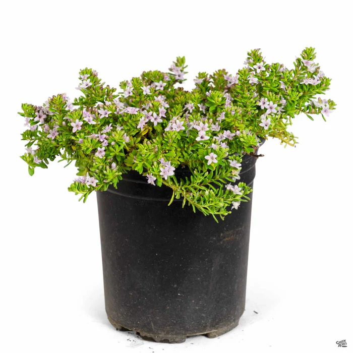 Pink Myoporum