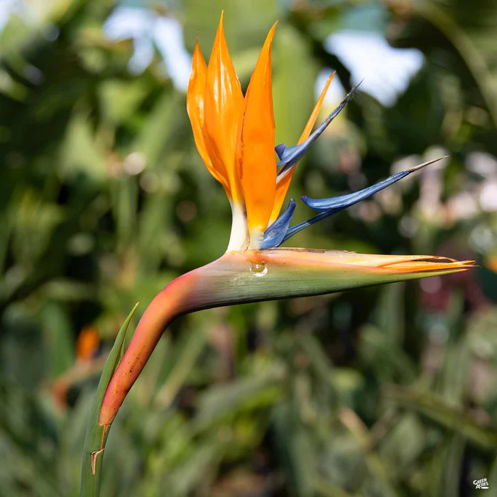 2039-bird-of-paradise-2.webp Bird of Paradise