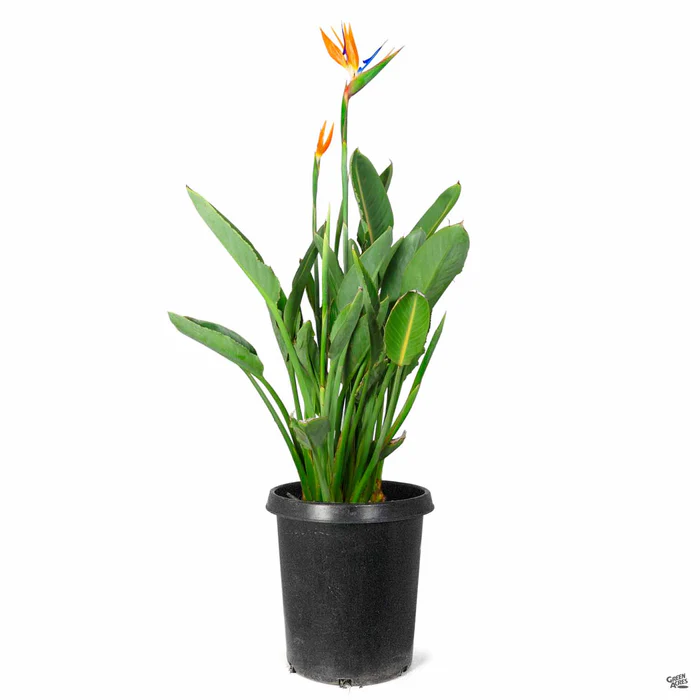 2039-bird-of-paradise-5.webp Bird of Paradise