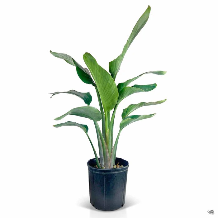 2039-bird-of-paradise-6.webp Bird of Paradise