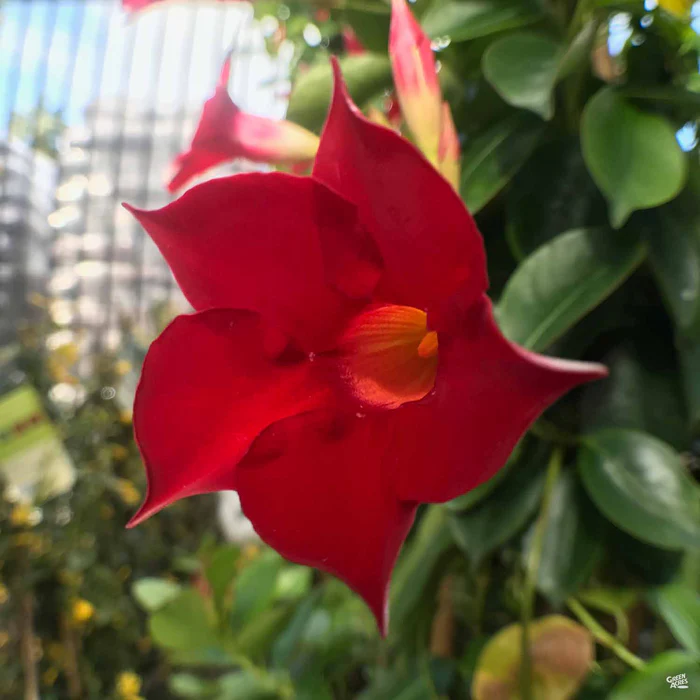 2044-mandevilla-1.webp Mandevilla
