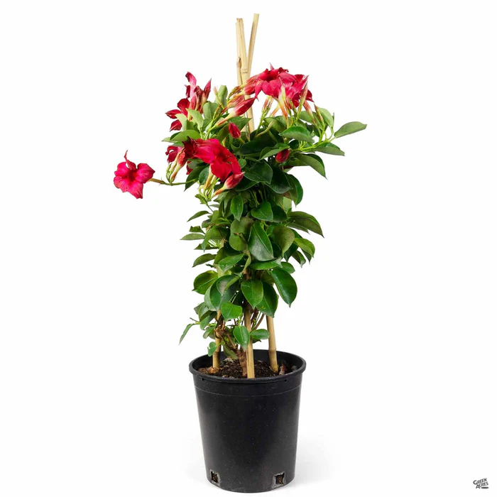 2044-mandevilla-2.webp Mandevilla
