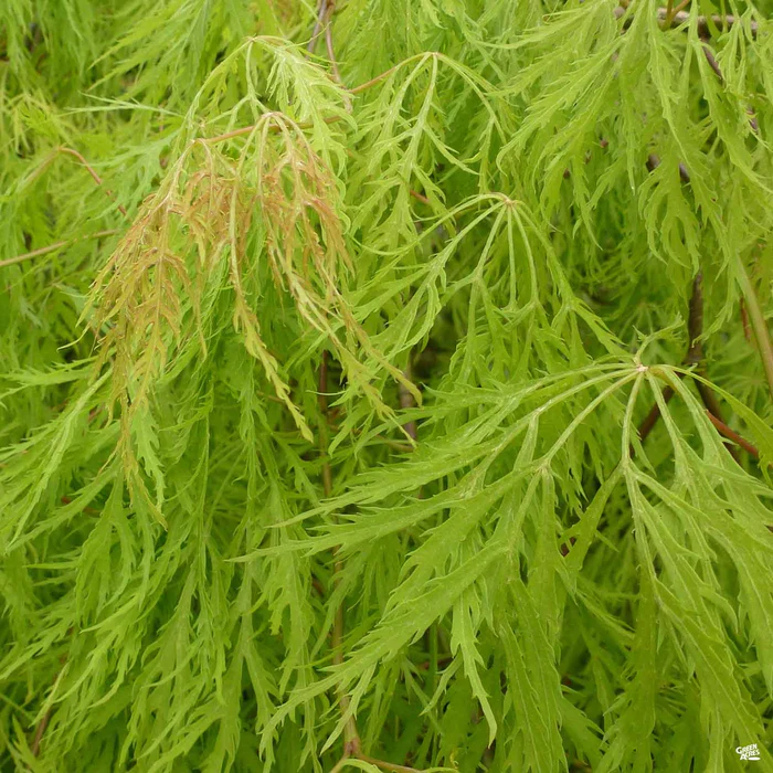 Japanese Laceleaf Maple 'Viridis'