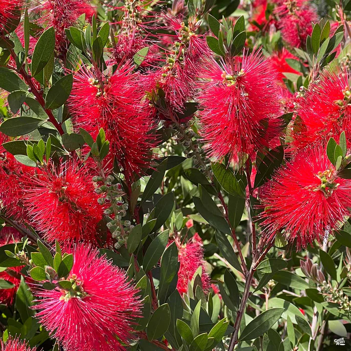 Lemon Bottlebrush