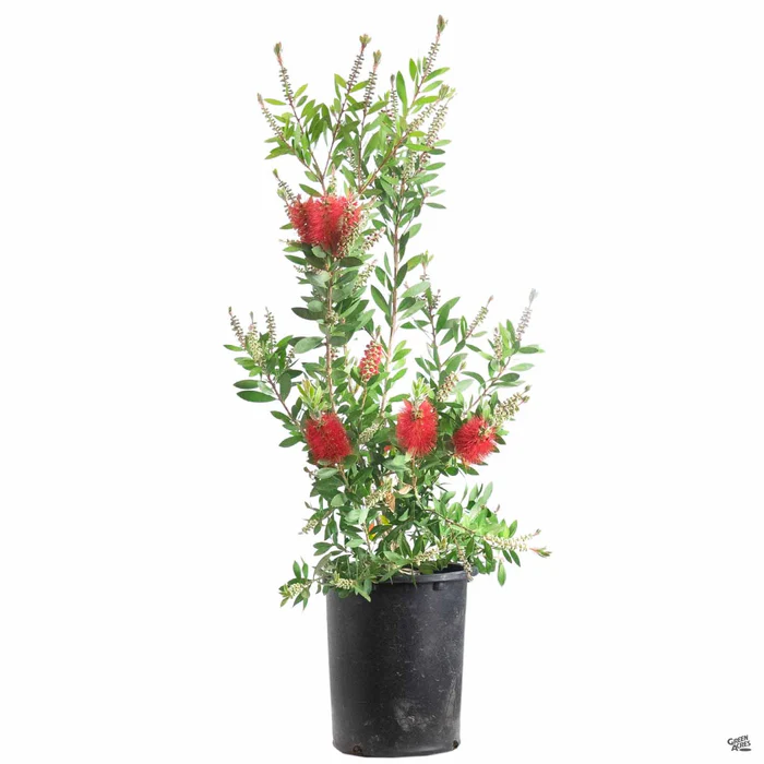 Lemon Bottlebrush