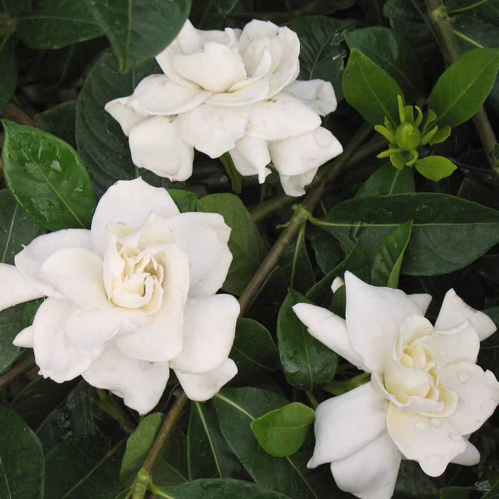206-gardenia-veitchii-1.webp Gardenia 'Veitchii'