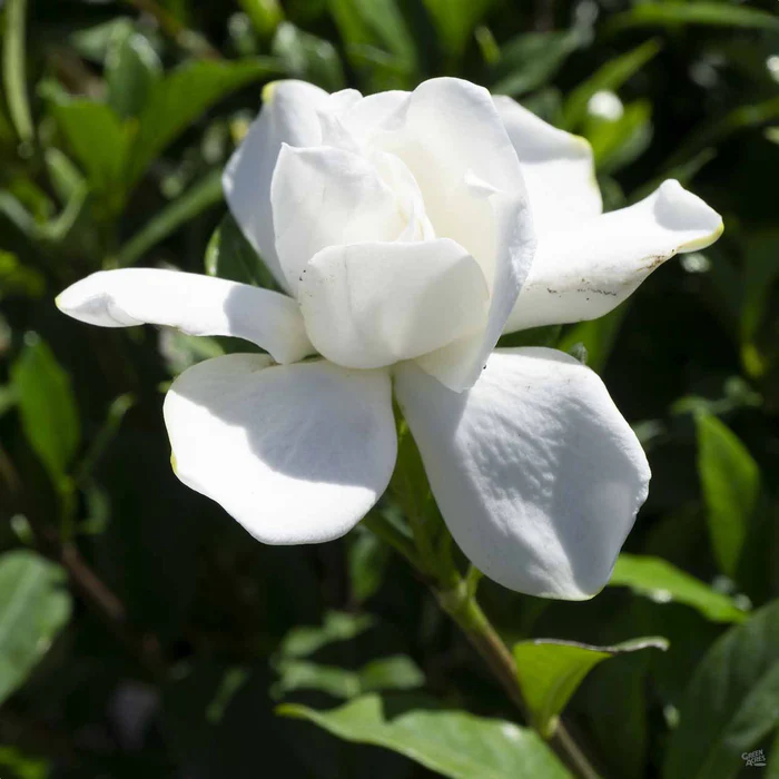 206-gardenia-veitchii-2.webp Gardenia 'Veitchii'