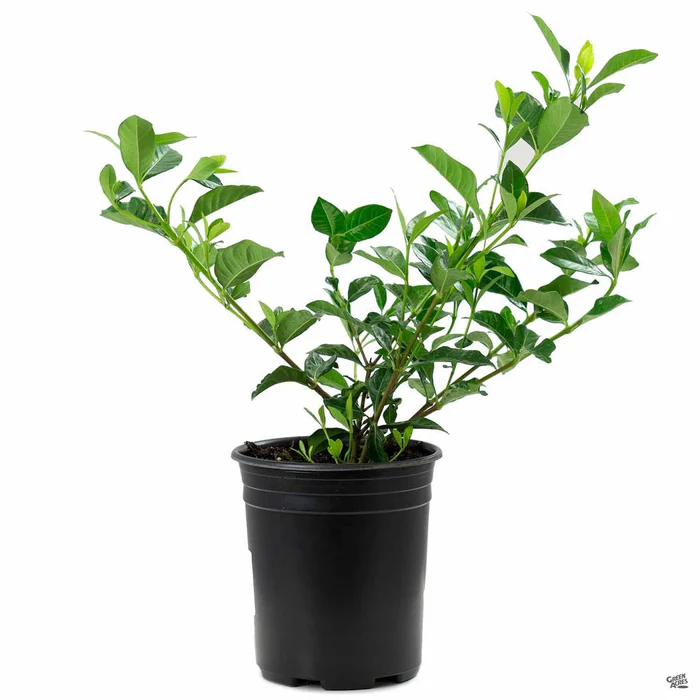 206-gardenia-veitchii-3.webp Gardenia 'Veitchii'