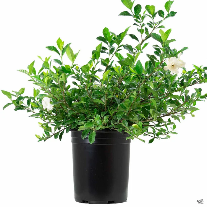 206-gardenia-veitchii-4.webp Gardenia 'Veitchii'