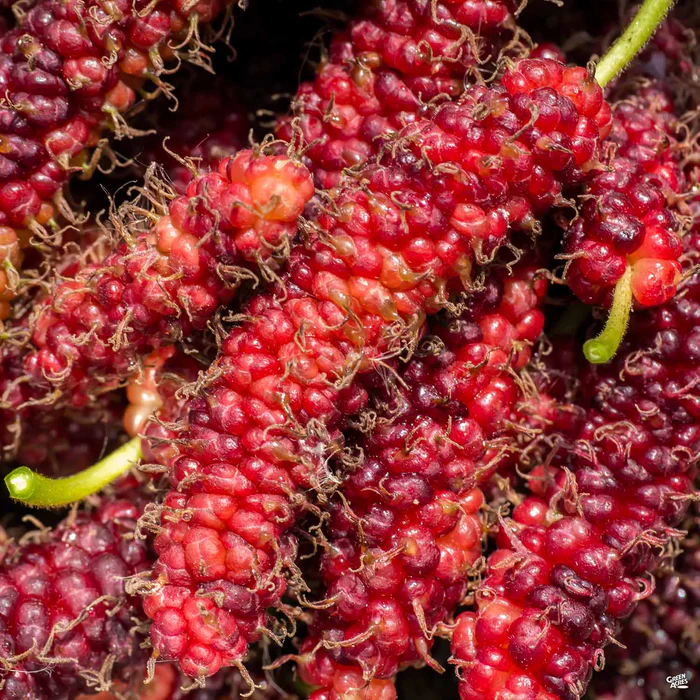 2078-fruiting-mulberry-pakistan-1.webp Fruiting Mulberry 'Pakistan'