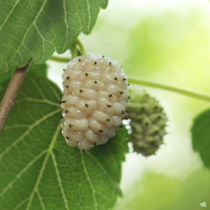 2079-fruiting-mulberry-white-1.webp Fruiting Mulberry 'White'