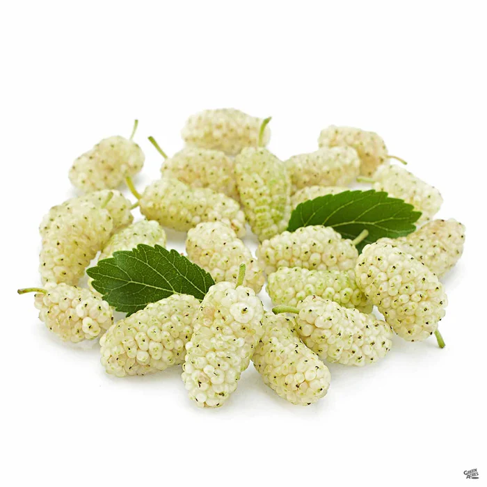 2079-fruiting-mulberry-white-2.webp Fruiting Mulberry 'White'