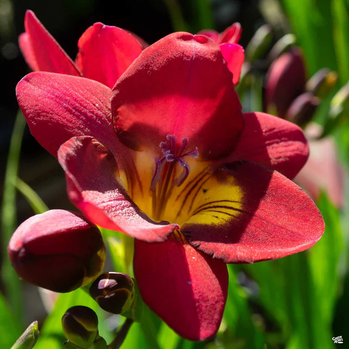 2080-freesia-1.webp Freesia