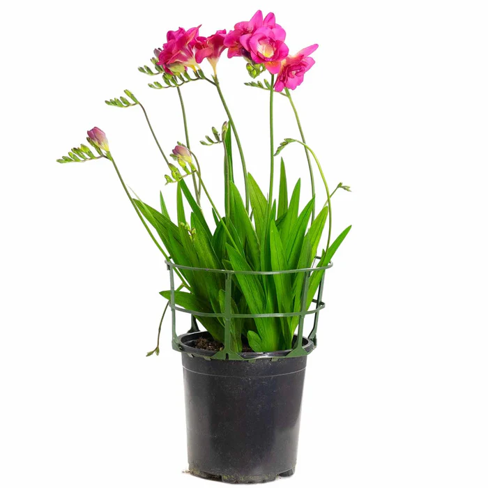 2080-freesia-2.webp Freesia