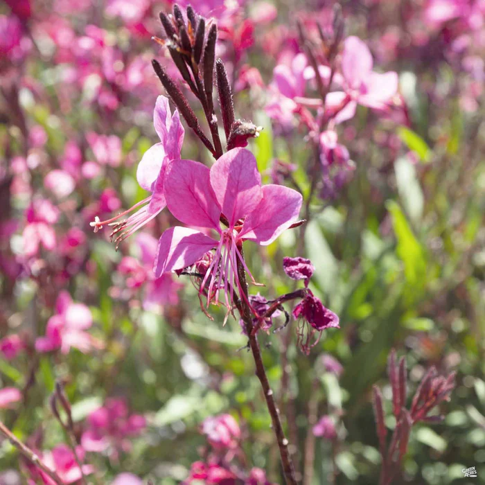209-gaura-belleza-1.webp Gaura 'Belleza'