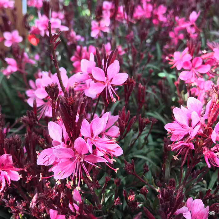 209-gaura-belleza-2.webp Gaura 'Belleza'