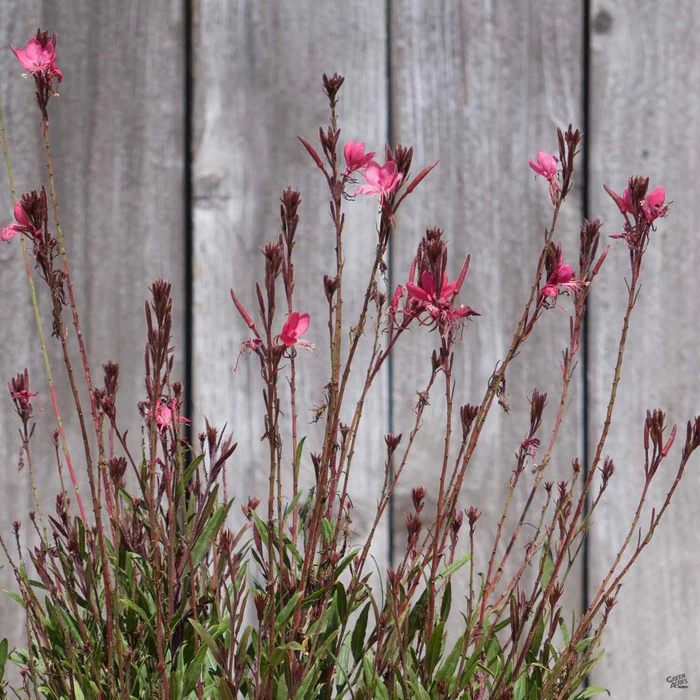 209-gaura-belleza-3.webp Gaura 'Belleza'
