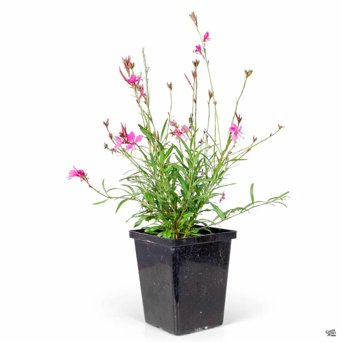 209-gaura-belleza-4.webp Gaura 'Belleza'