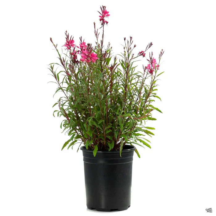 209-gaura-belleza-5.webp Gaura 'Belleza'