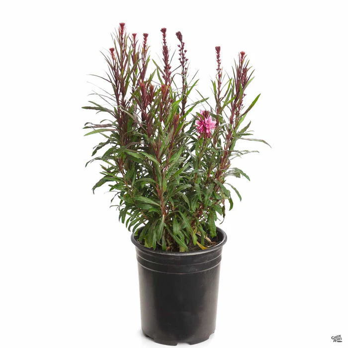 209-gaura-belleza-6.webp Gaura 'Belleza'
