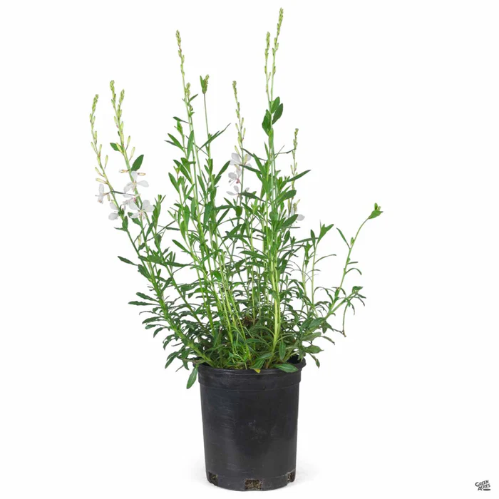 209-gaura-belleza-7.webp Gaura 'Belleza'