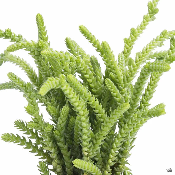 Crassula 'Princess Pine'
