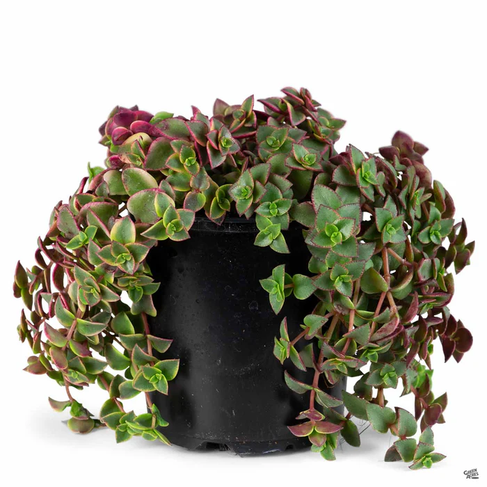 Crassula 'Calico Kitten'