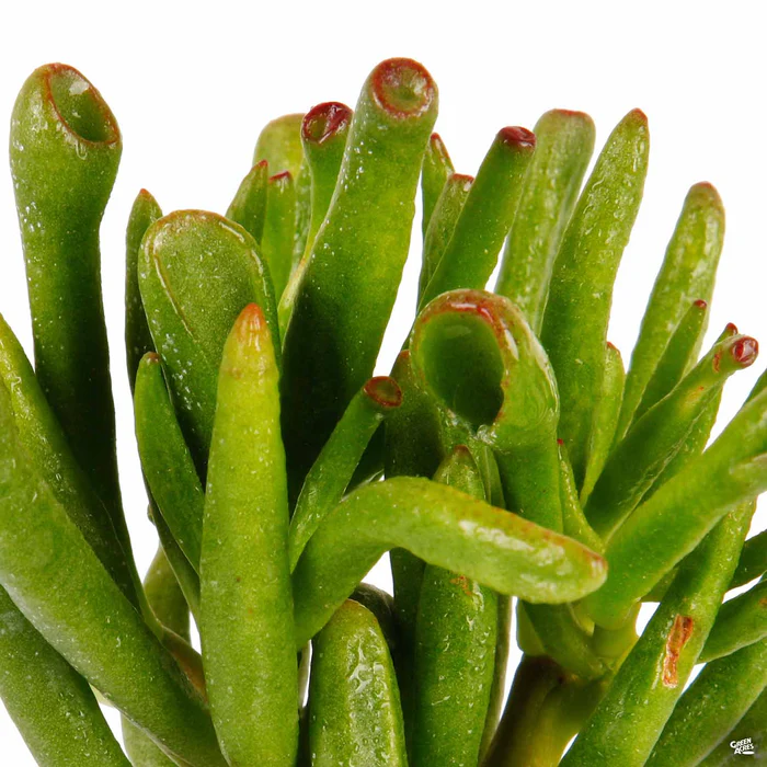 Crassula ovata 'Gollum'