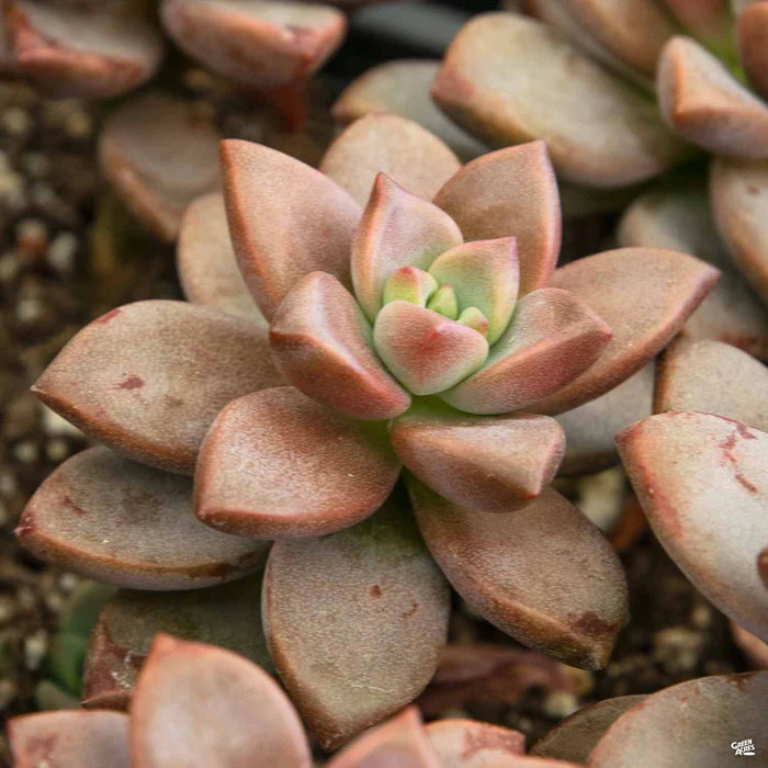 2098-graptosedum-vera-higgins-1.webp Graptosedum 'Vera Higgins'
