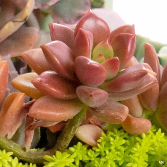 2098-graptosedum-vera-higgins-2.webp Graptosedum 'Vera Higgins'