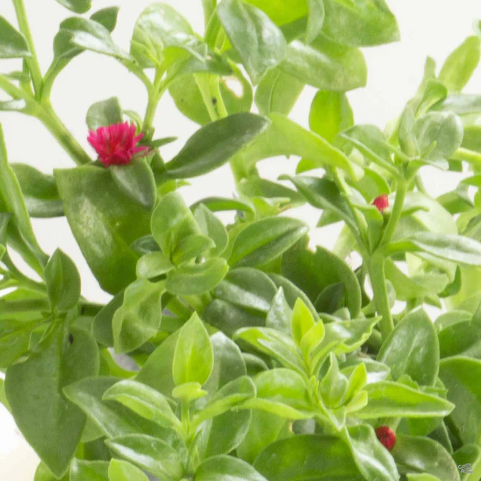Aptenia 'Red Apple'