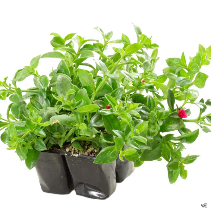 Aptenia 'Red Apple'