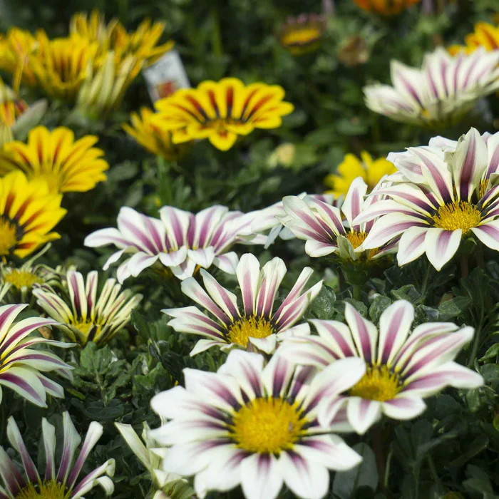 Gazania