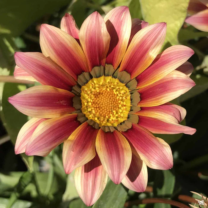 Gazania