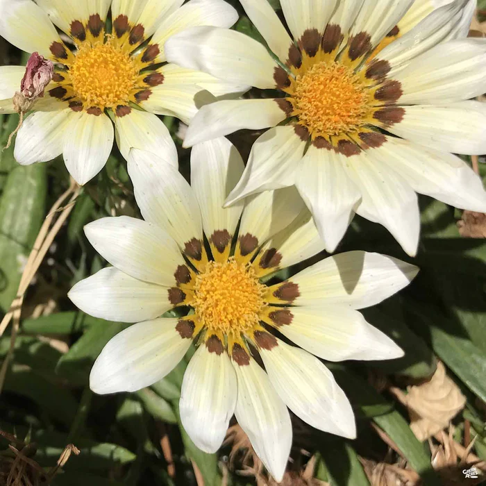 Gazania